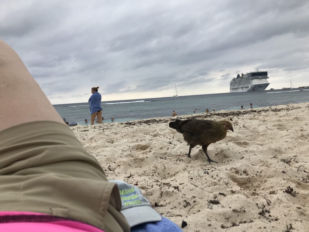 Chicken on the beach